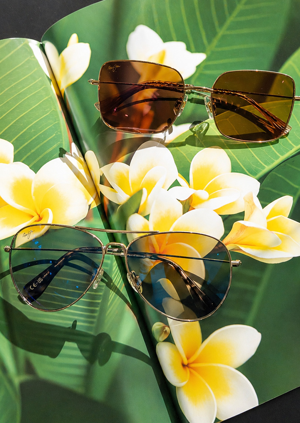 Hollywood Park Eye Studio - Optical Studio